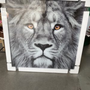 Foto op glas: leeuw