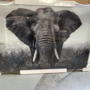 Foto op glas: olifant