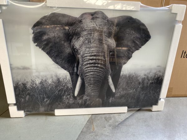 Foto op glas: olifant