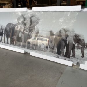Foto op glas: olifant