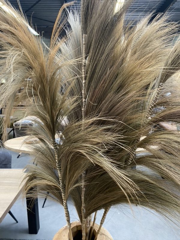 Rayung Gras Pluimen Naturel - Decoratieve Pluimen - Afbeelding 2